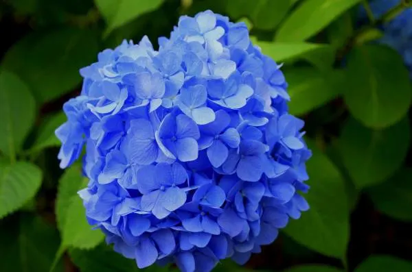 Hydrangea with blue shaded blooms - How to Keep Hydrangeas Blue