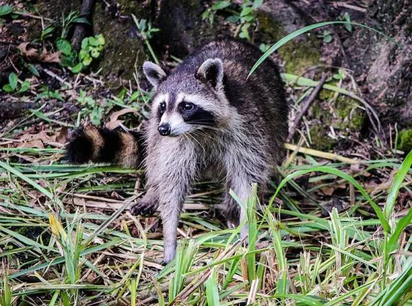 How to Keep Raccoons Out of Garden 2