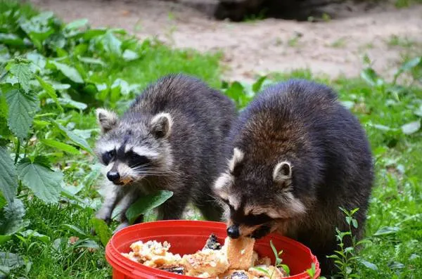 How to Keep Raccoons Out of Garden