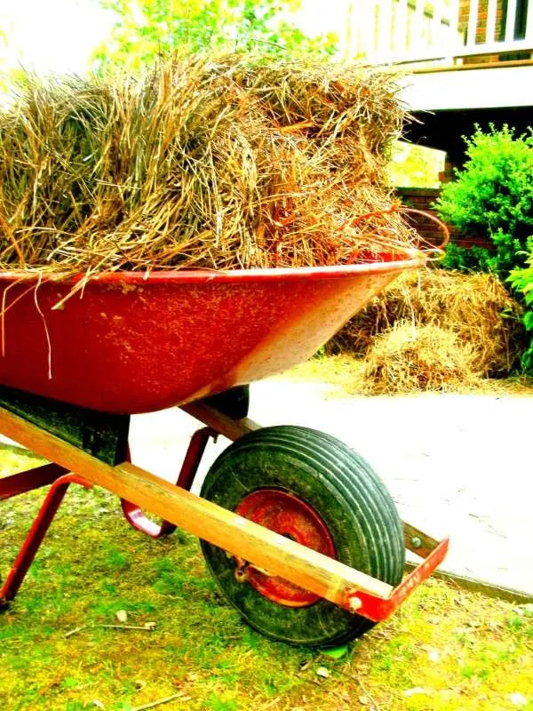 Wheelbarrow Equipment Pine Straw Outdoor Outside