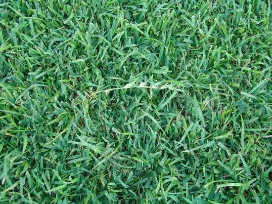 How to Make Bermuda Grass Thicker 3 How to Make Bermuda Grass Thicker 3