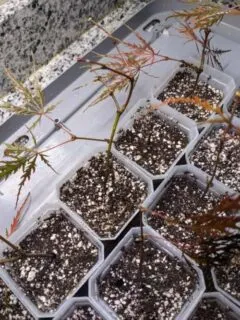 How to Propagate Japanese Maples from Cuttings