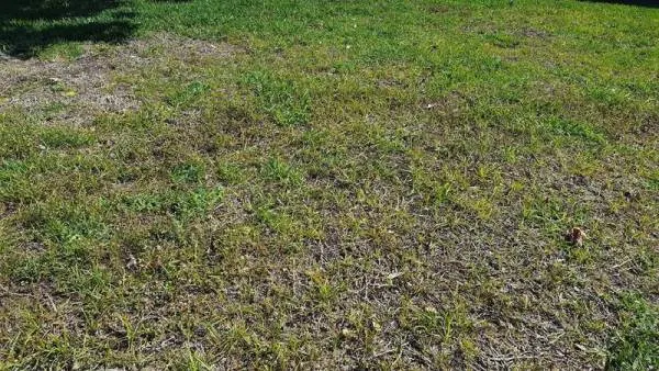 How to Revive St. Augustine Grass 2
