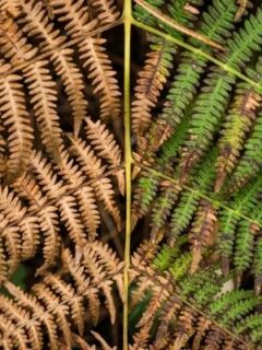 How to Revive a Fern