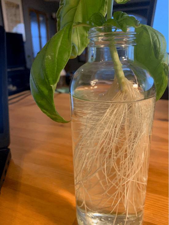 How to grow basil in water 3