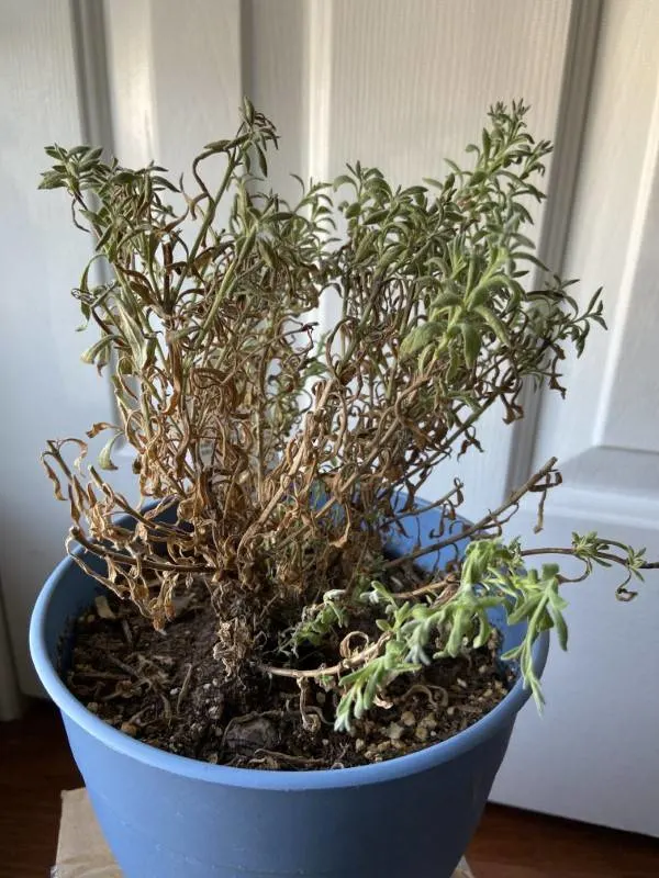 How to revive a dying Lavender Plant Why Is My Lavender Plant Dying 1