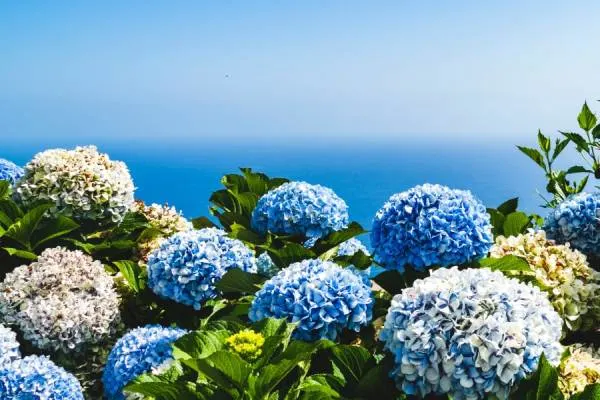 Hydrangea Hydrangea vs Rhododendron