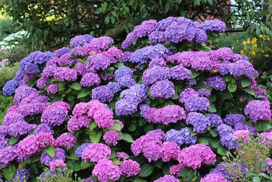 Hydrangea Purple Flowering Shrubs