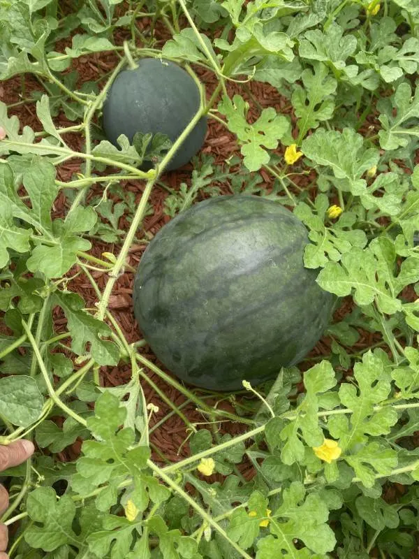 Icebox Watermelon How Much Does A Watermelon Weigh