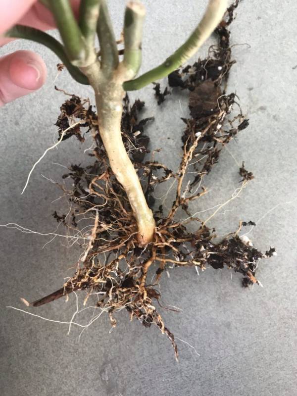 Identifying and treating root rot in Hoyas. what does root rot look like