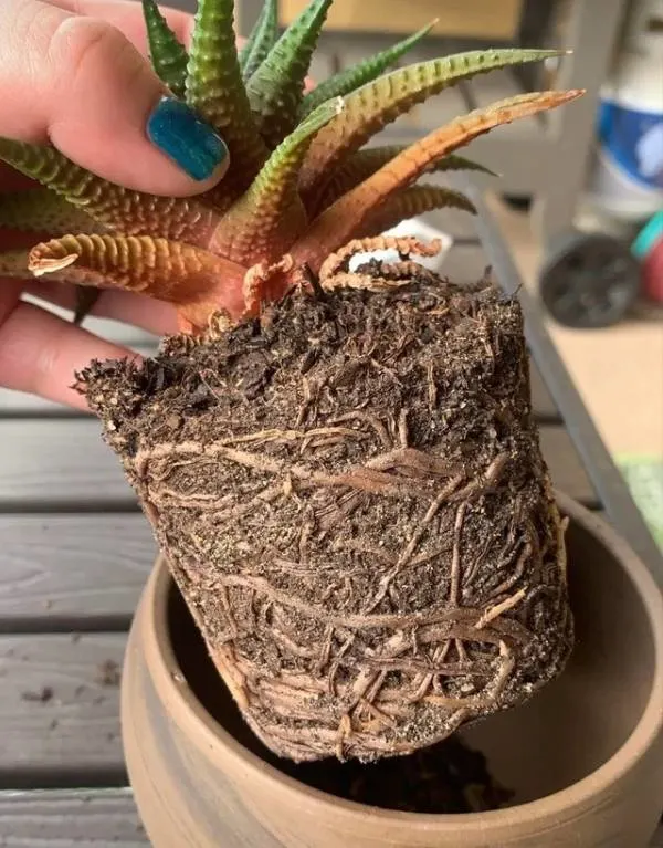 If the roots dont find enough space to grow they start cooping around each other resulting in a root bound plant which can be the reason for drooping leaves