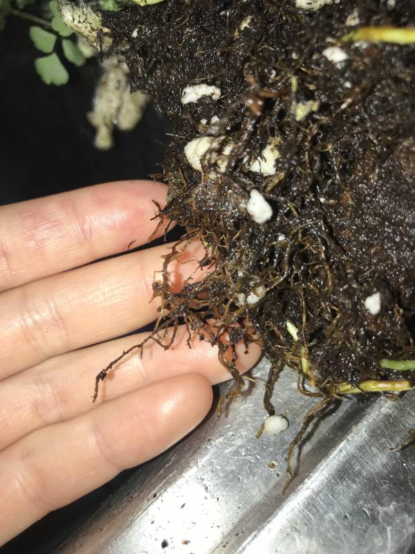 If you find that the roots of your fern plant are black and mushy it is probably because of overwatering