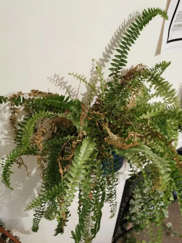 If your fern looks sad and shows yellowing and wilting leaves it is a sign that your plant is craving water