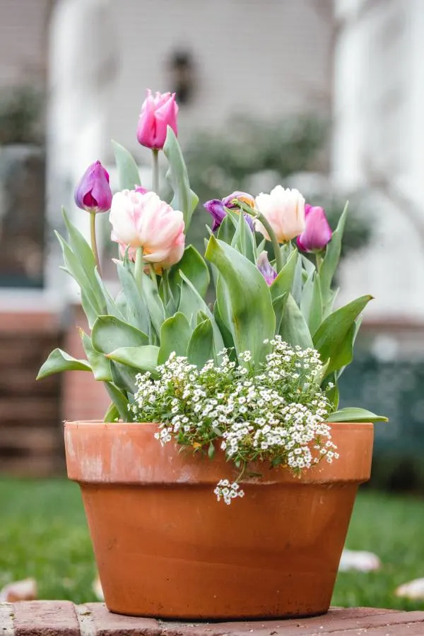 In pots their bloom time is about two to four weeks depending on the local weather conditions