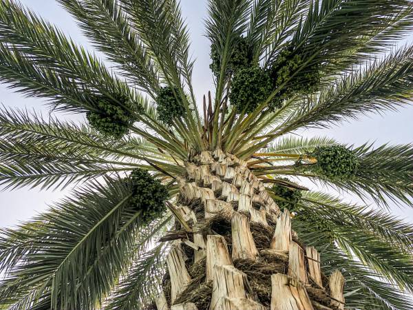 In the arid Sahara regions of Africa you will find native date palm