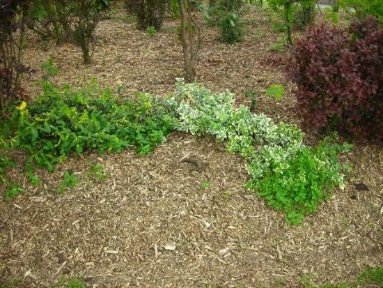 Is Mulch Good For Gardens 1