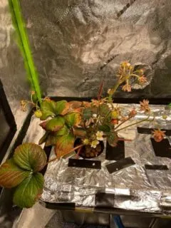 Is low humidity killing my strawberries How to Increase Humidity In Grow Tent