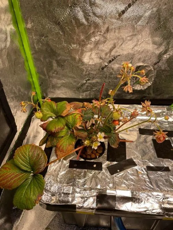 What Happens When Humidity Is Low In Grow Tent Is low humidity killing my strawberries How to Increase Humidity In Grow Tent
