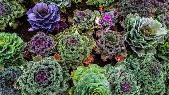 Kale Artichokes Ornamental Vegetable Plants