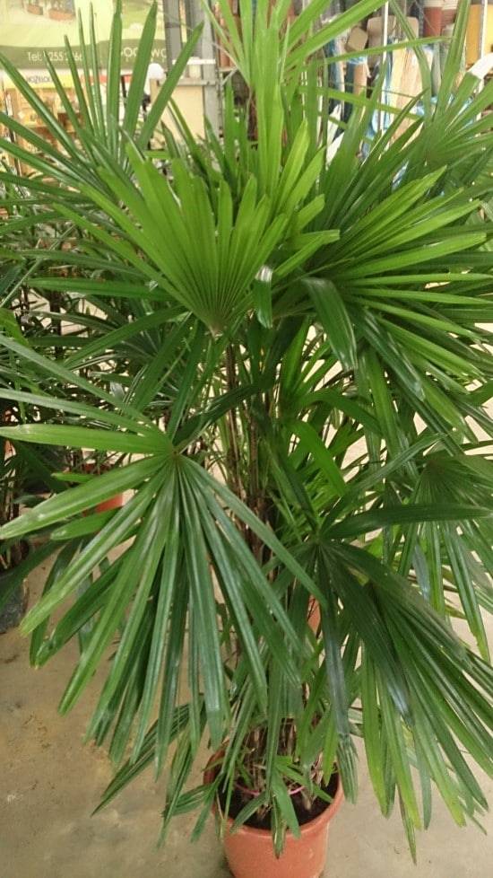 Lady Palm Easy Care Indoor Plants