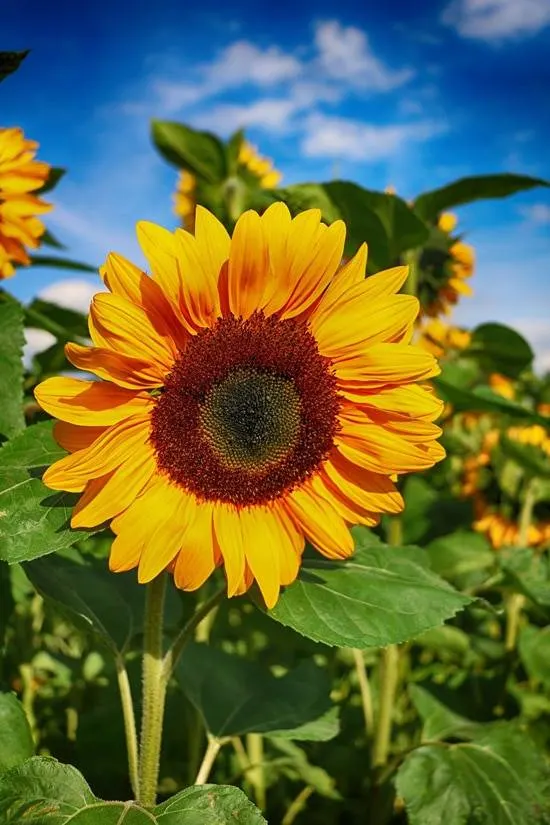 Large Flowers Sunflower