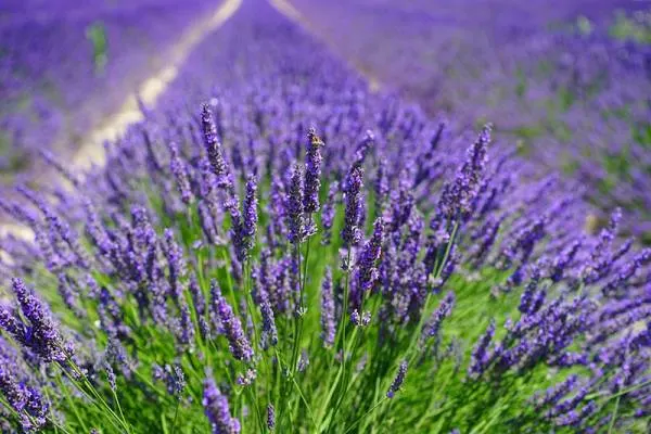 Lavender - Flowers That Start With L