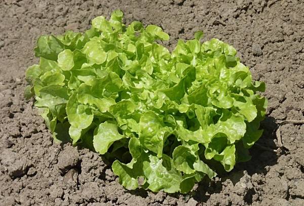 Leaf lettuce Vegetables That Start With L