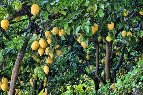 Lemon Trees Dwarf Fruit Trees