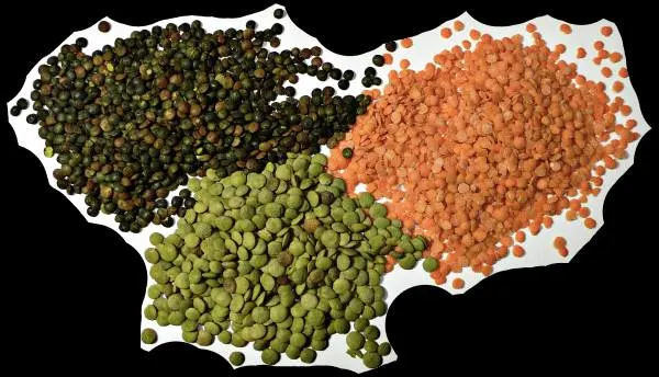 Lentil Vegetables that start with L