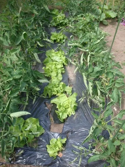 Lettuce Best Tomato Companion Plants