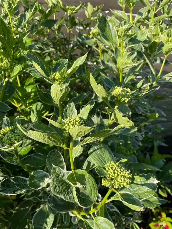 Like overwatering underwatering is equally stressful for the hydrangea plantss - How to Water Hydrangea