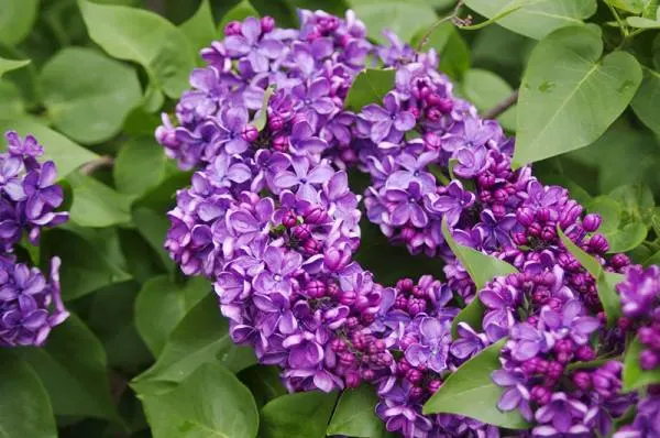 Lilac - Flowers That Start With L
