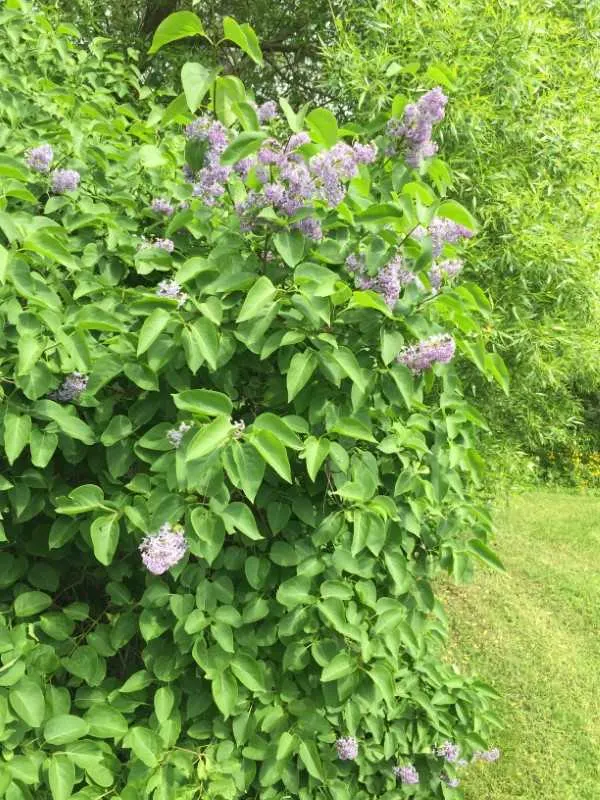 Lilac Leaves Wisteria Vs Lilac