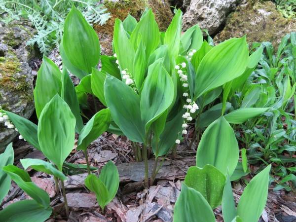Lily of the Valley Ramps Vs Lily of the Valley 2