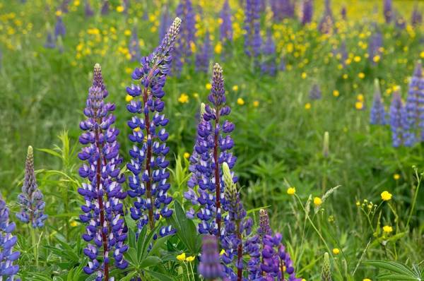 Lupine - Flowers That Start With L