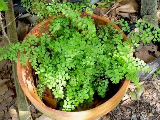 Maidenhair Fern Easy Care Indoor Plants