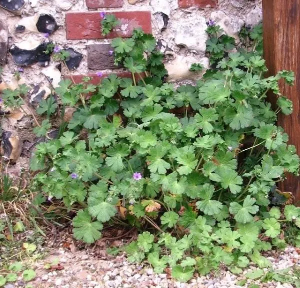 Mallow Vegetables that start with M