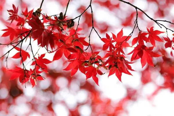 Maple Leaves Autumn