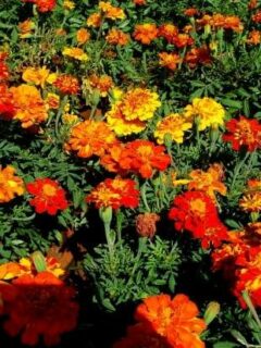 Marigold Best Mosquito Repellent Plants