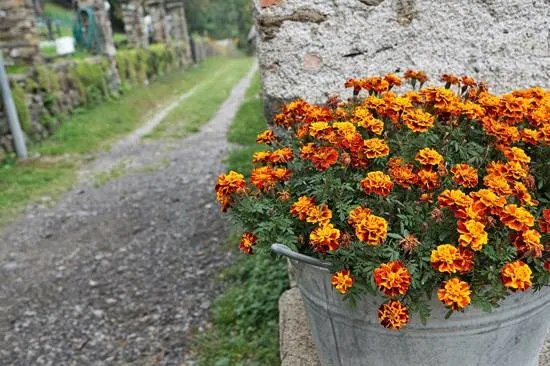Marigold Full Sun Container Flowers
