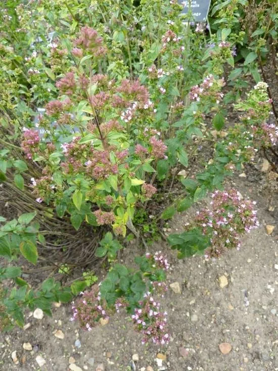 Marjoram Basil Companion Plants