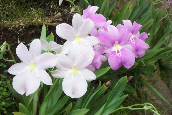 Miltonia Orchid - Flowers That Start With O