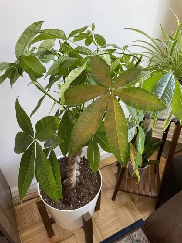 Money tree leaves turning yellow and falling off daily. Why is my money tree dying