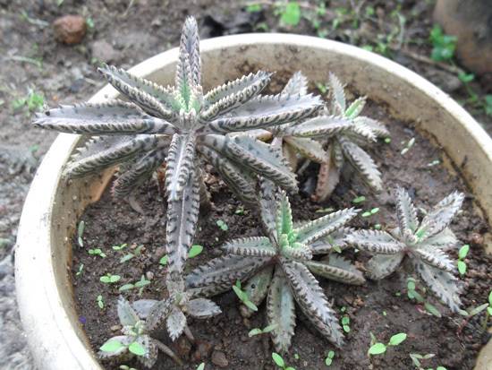 Mother of Thousands Plants Easy To Propagate Houseplants