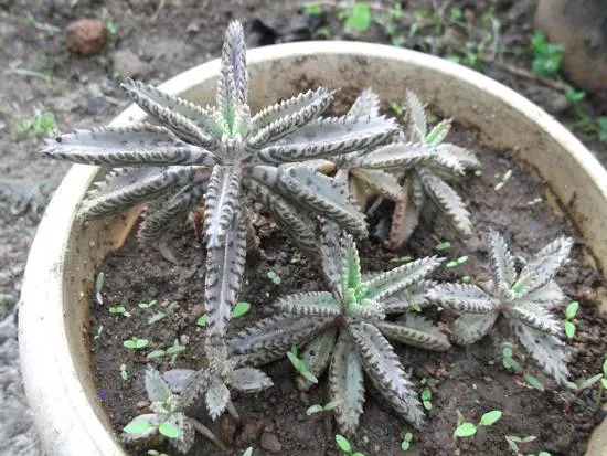 Mother of Thousands Plants Easy To Propagate Houseplants2 Mother of Thousands Plants Easy To Propagate Houseplants