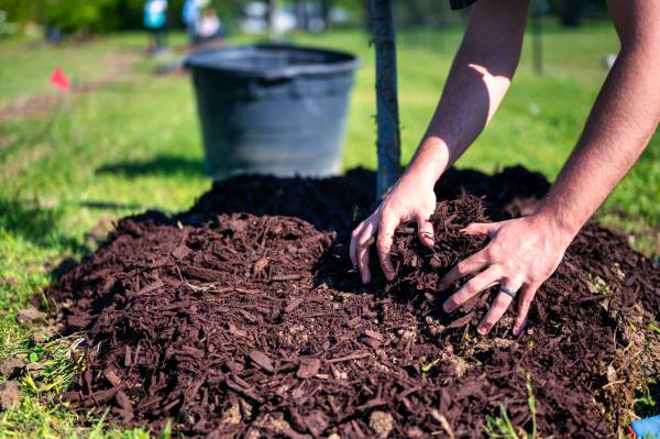 Mulch the Soil Around Your Cantaloupe