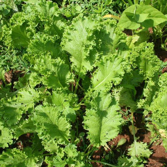 Mustard Greens Fast Growing Salad Vegetables
