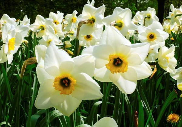 Narcissus - Flowers That Start With N