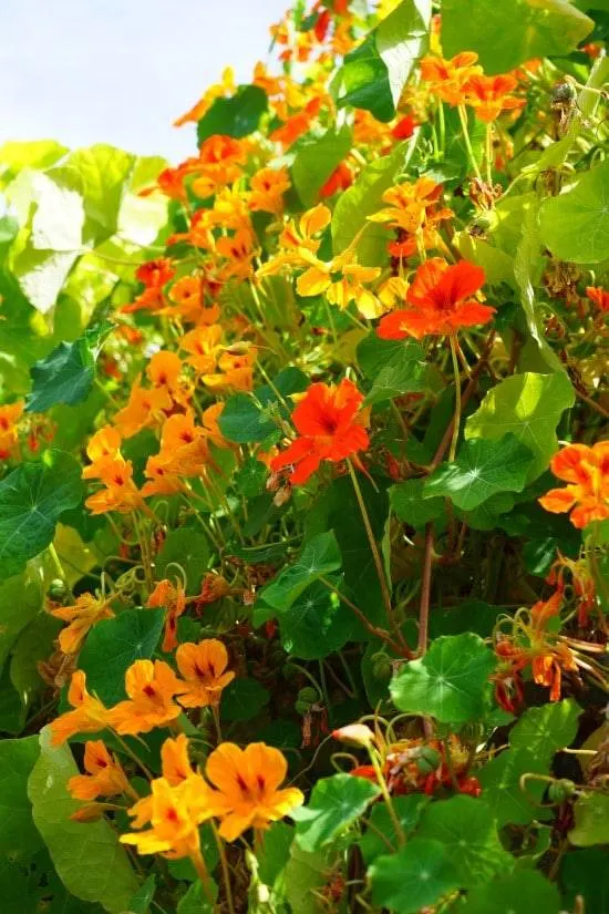 Nasturtiums Best Tomato Companion Plants