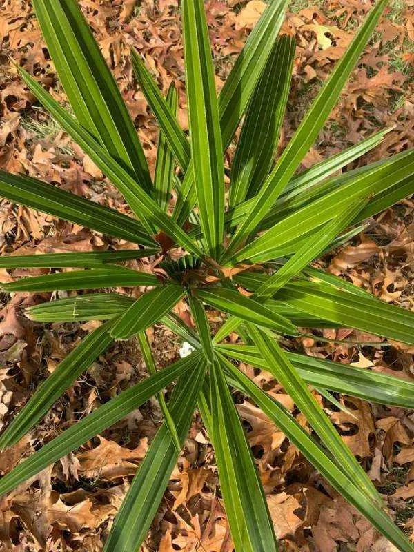 Needle palm grows naturally in Texas 1
